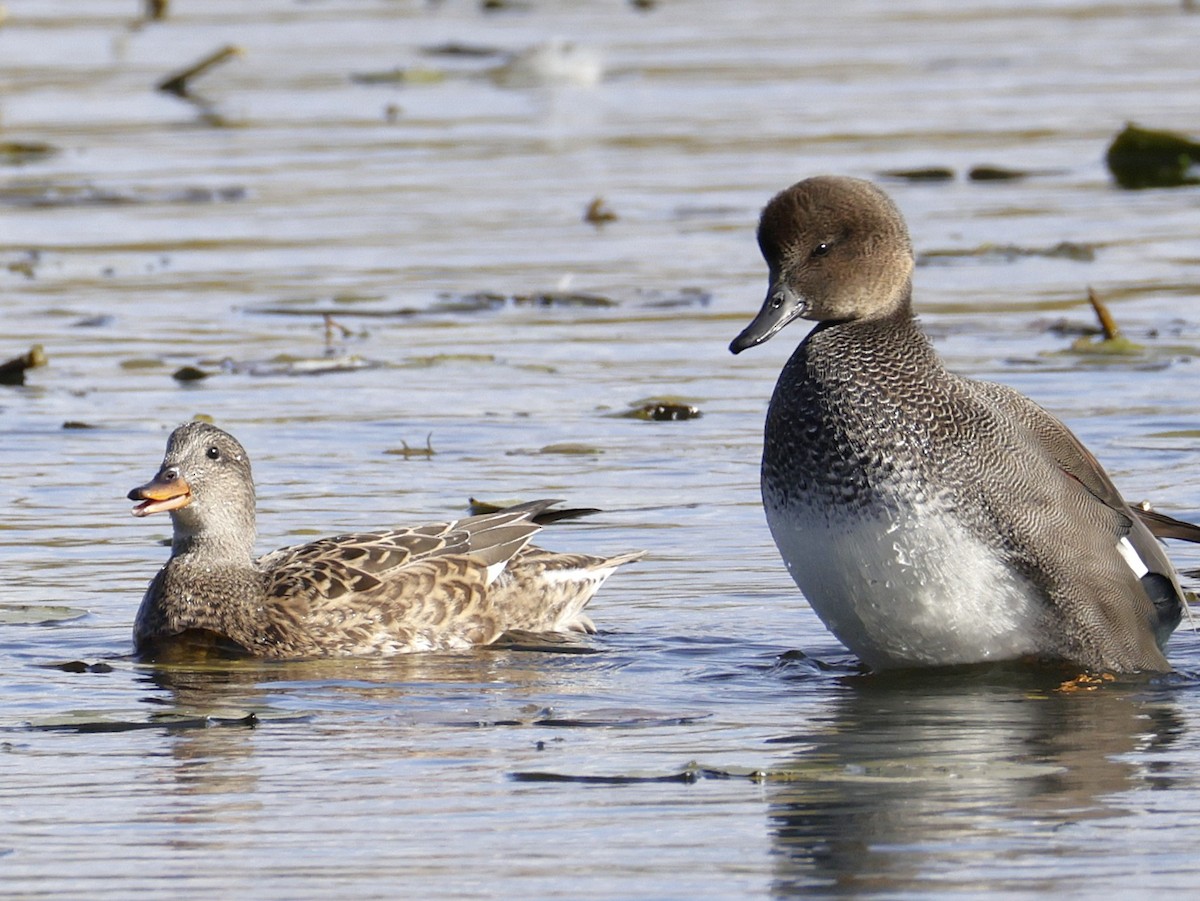 Нерозень - ML644435435