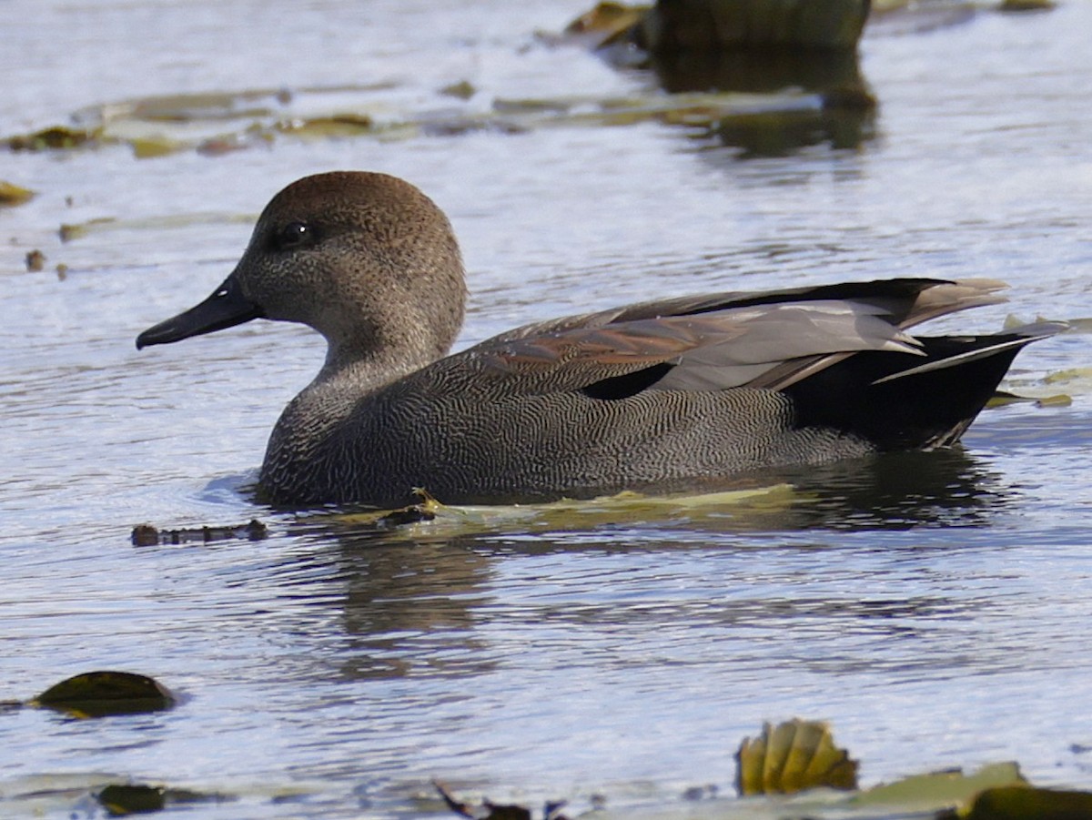Нерозень - ML644435436