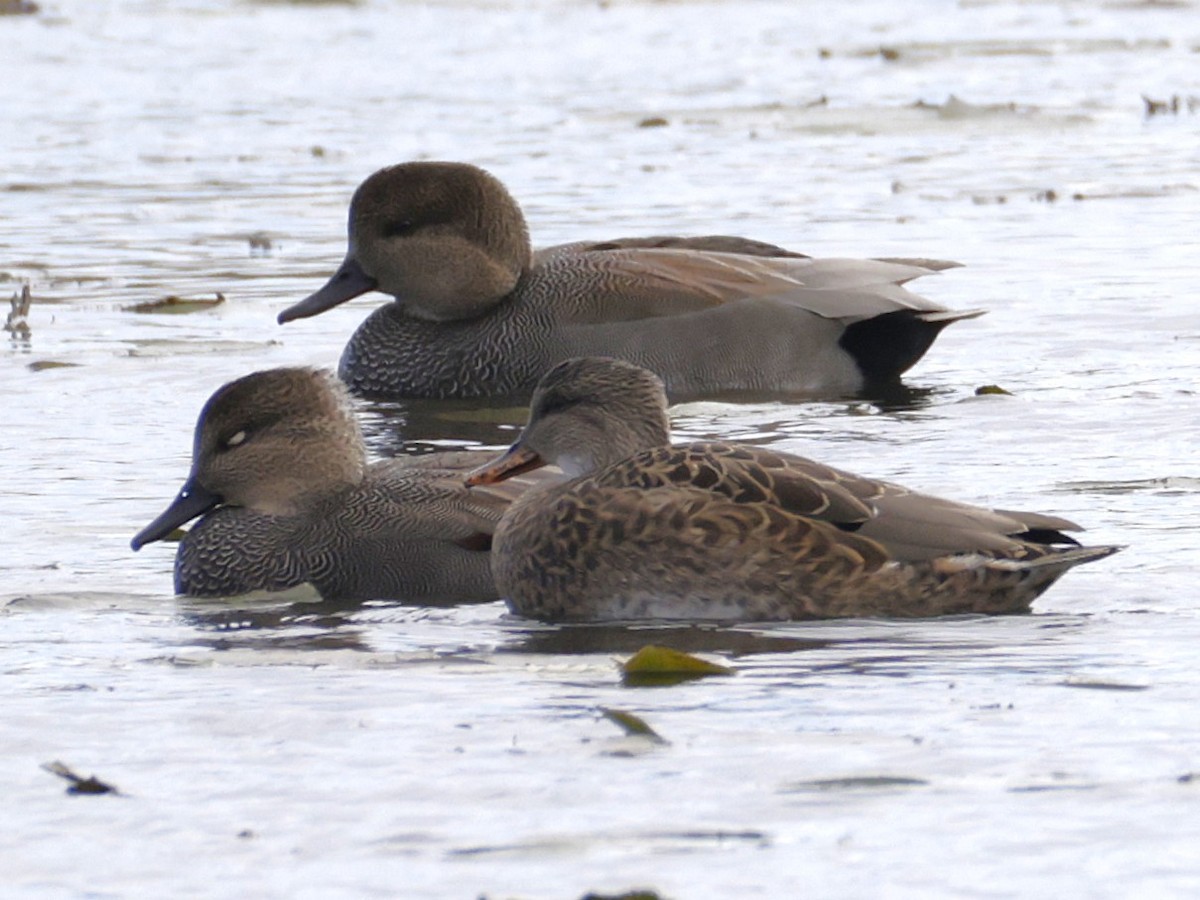 Нерозень - ML644435437