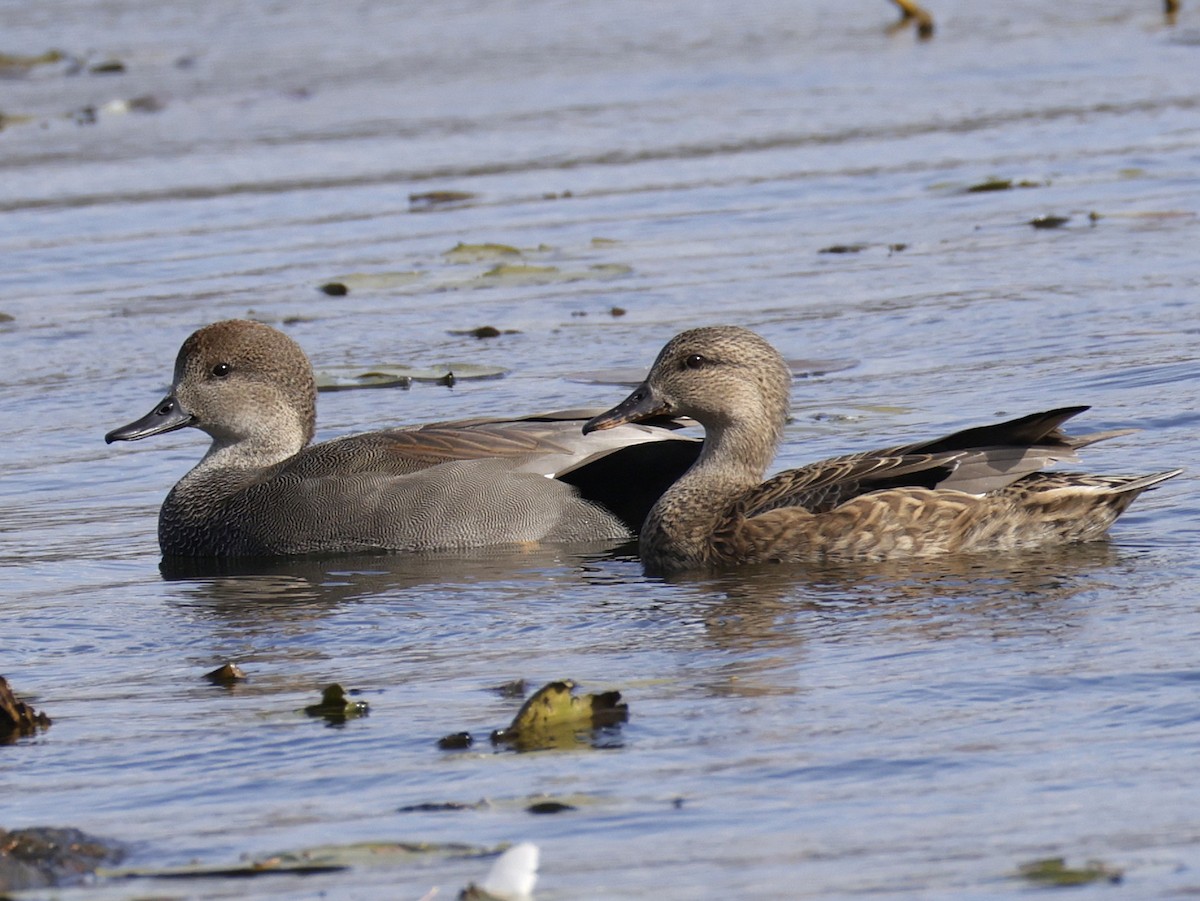 Нерозень - ML644435438