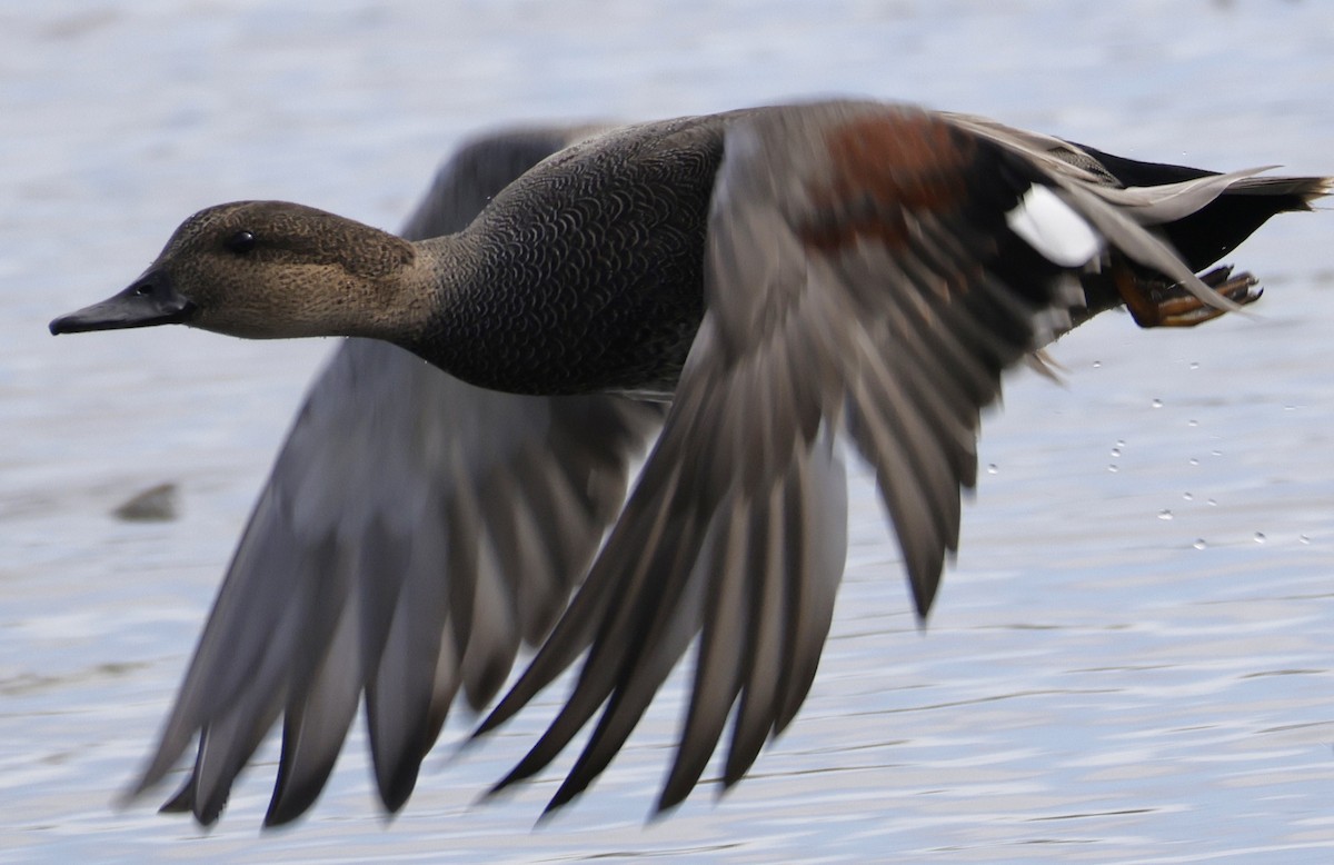 Нерозень - ML644435439