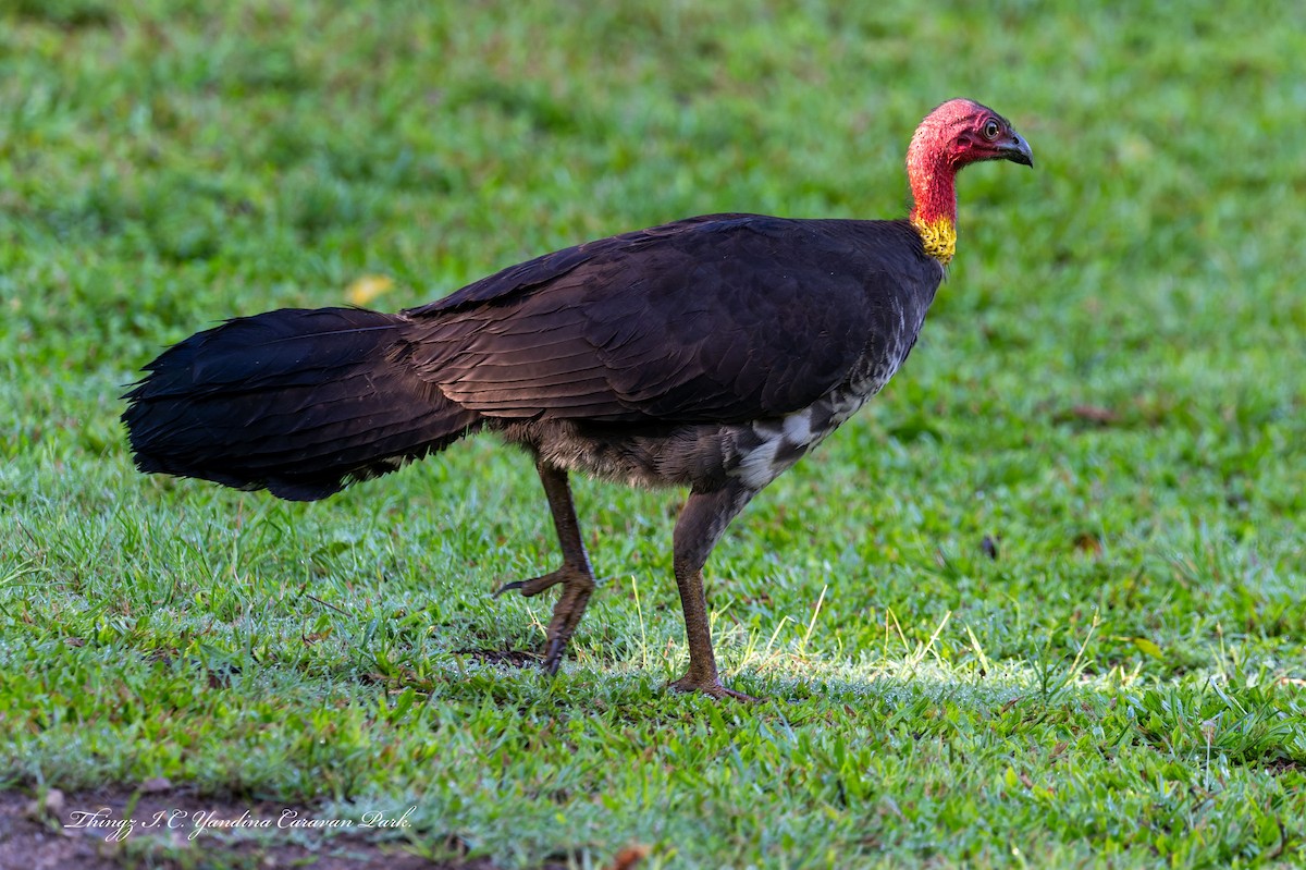 Australian Brushturkey - ML644435449