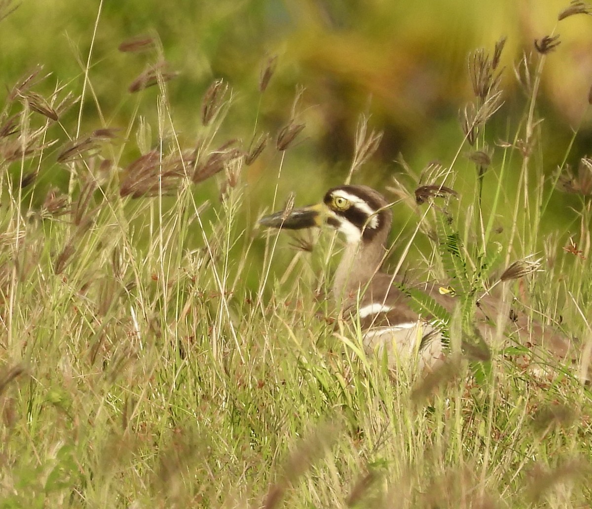 Beach Thick-knee - ML644435454