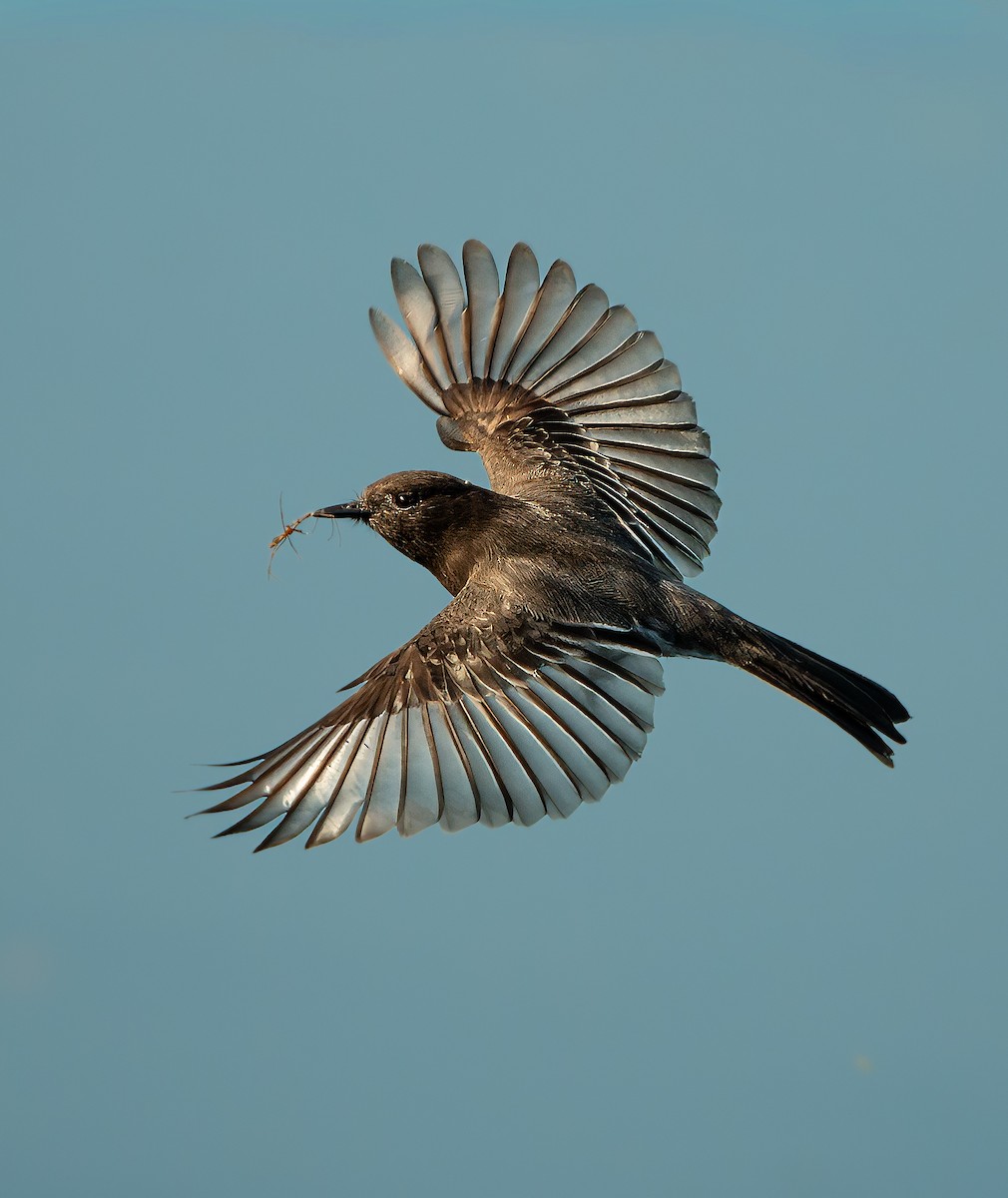 Black Phoebe - ML644435455