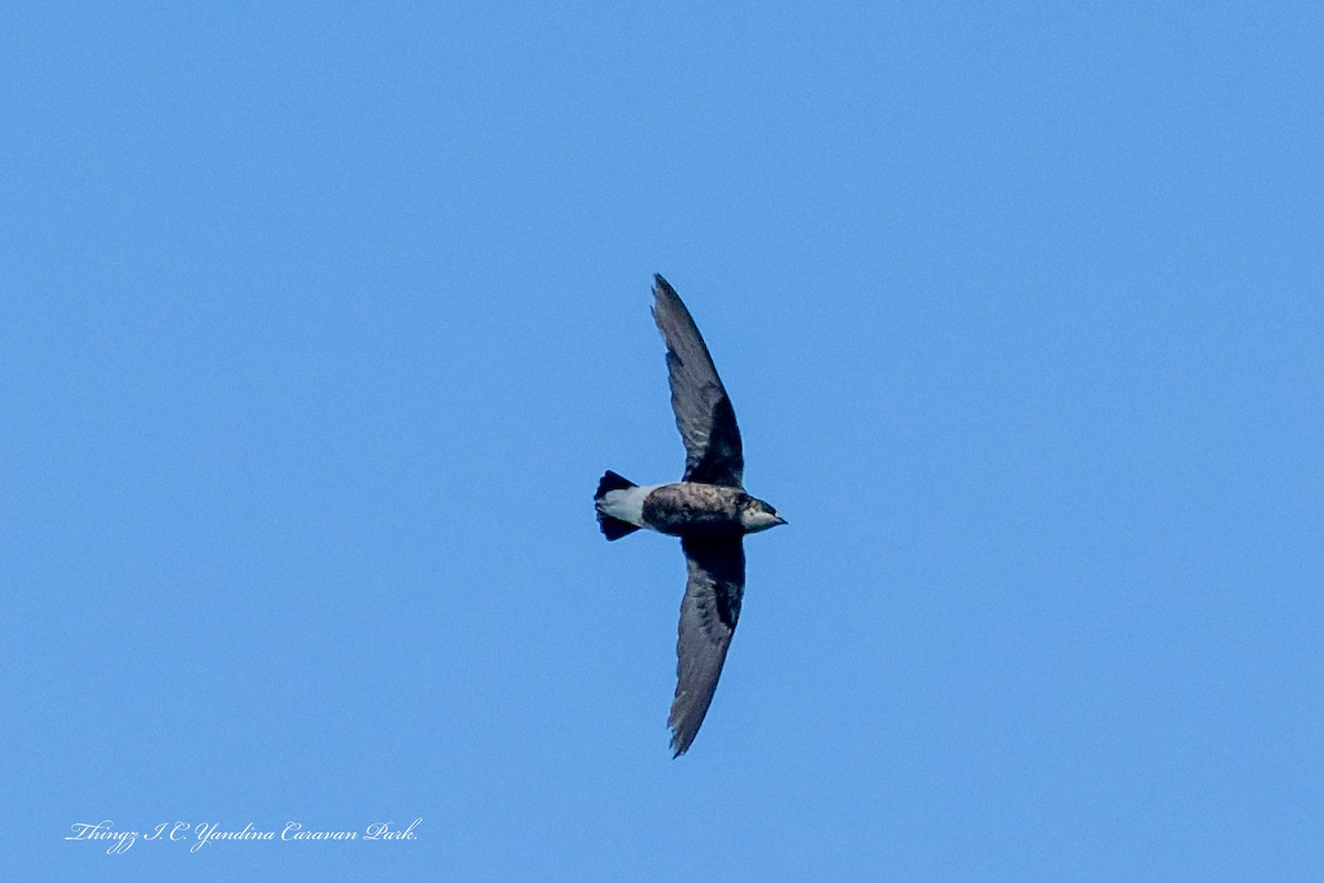 White-throated Needletail - ML644435460