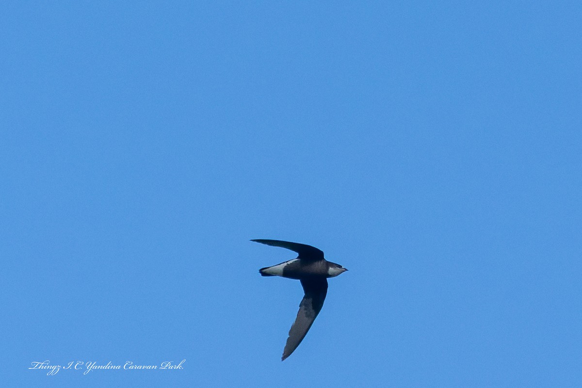 White-throated Needletail - ML644435461