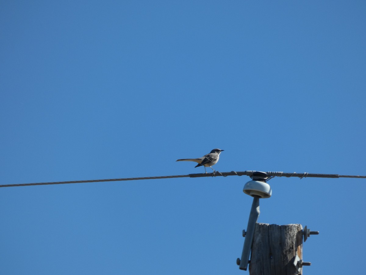 Northern Mockingbird - ML644435464