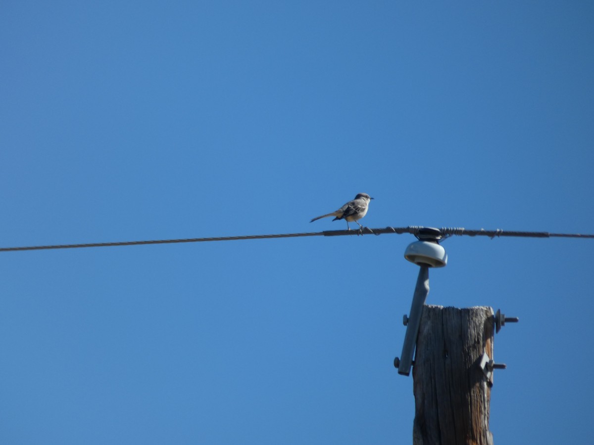 Northern Mockingbird - ML644435465