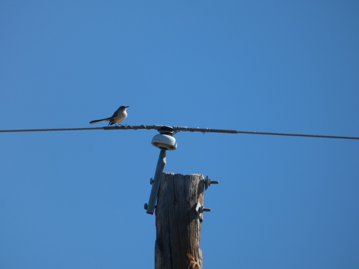 Northern Mockingbird - ML644435466