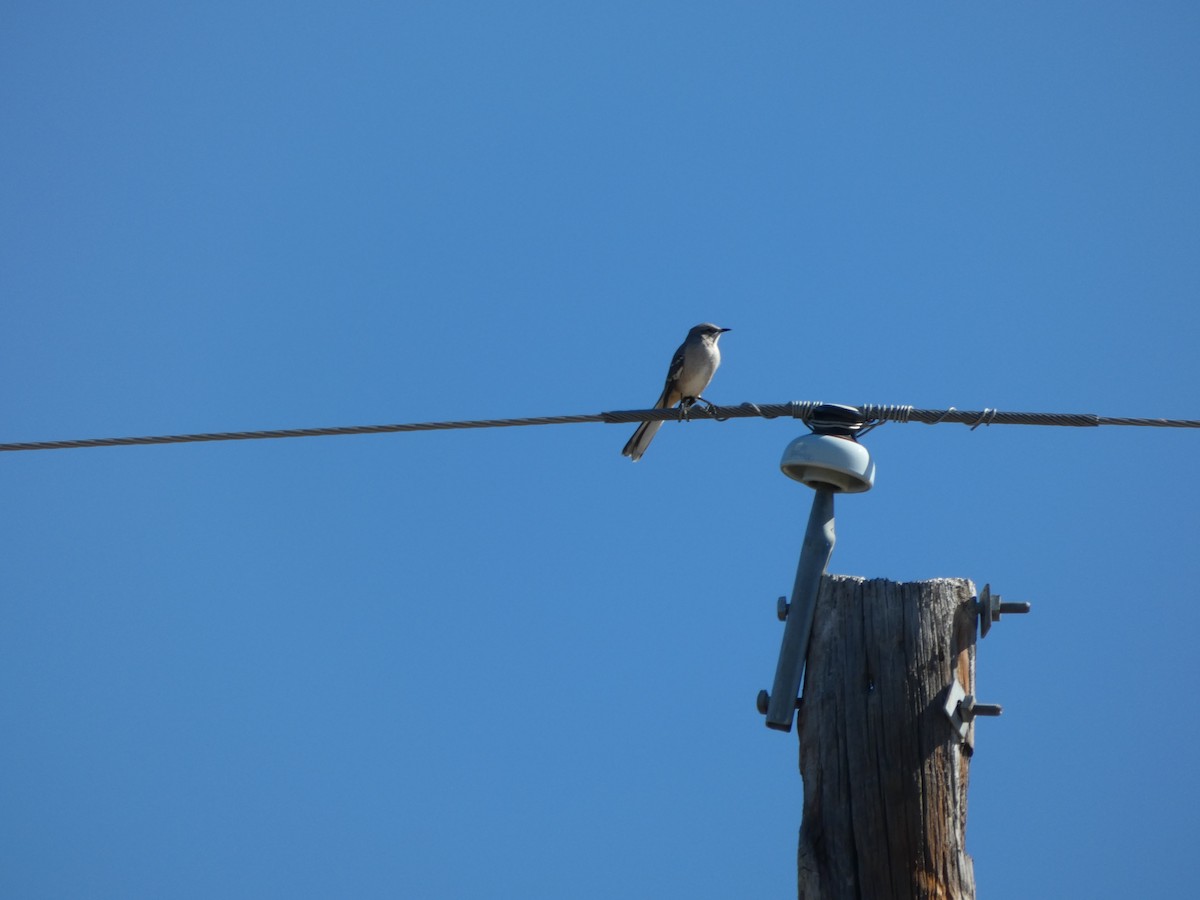 Northern Mockingbird - ML644435467
