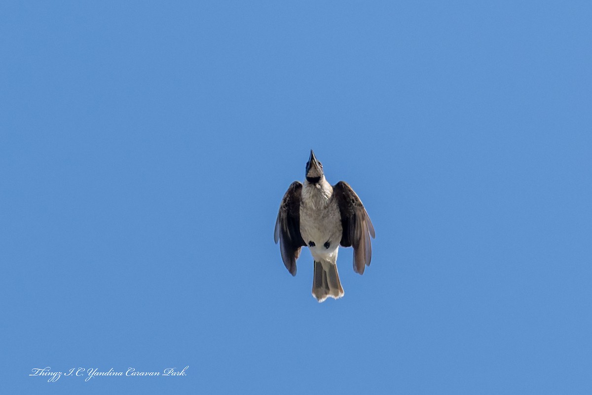 Noisy Friarbird - ML644435468