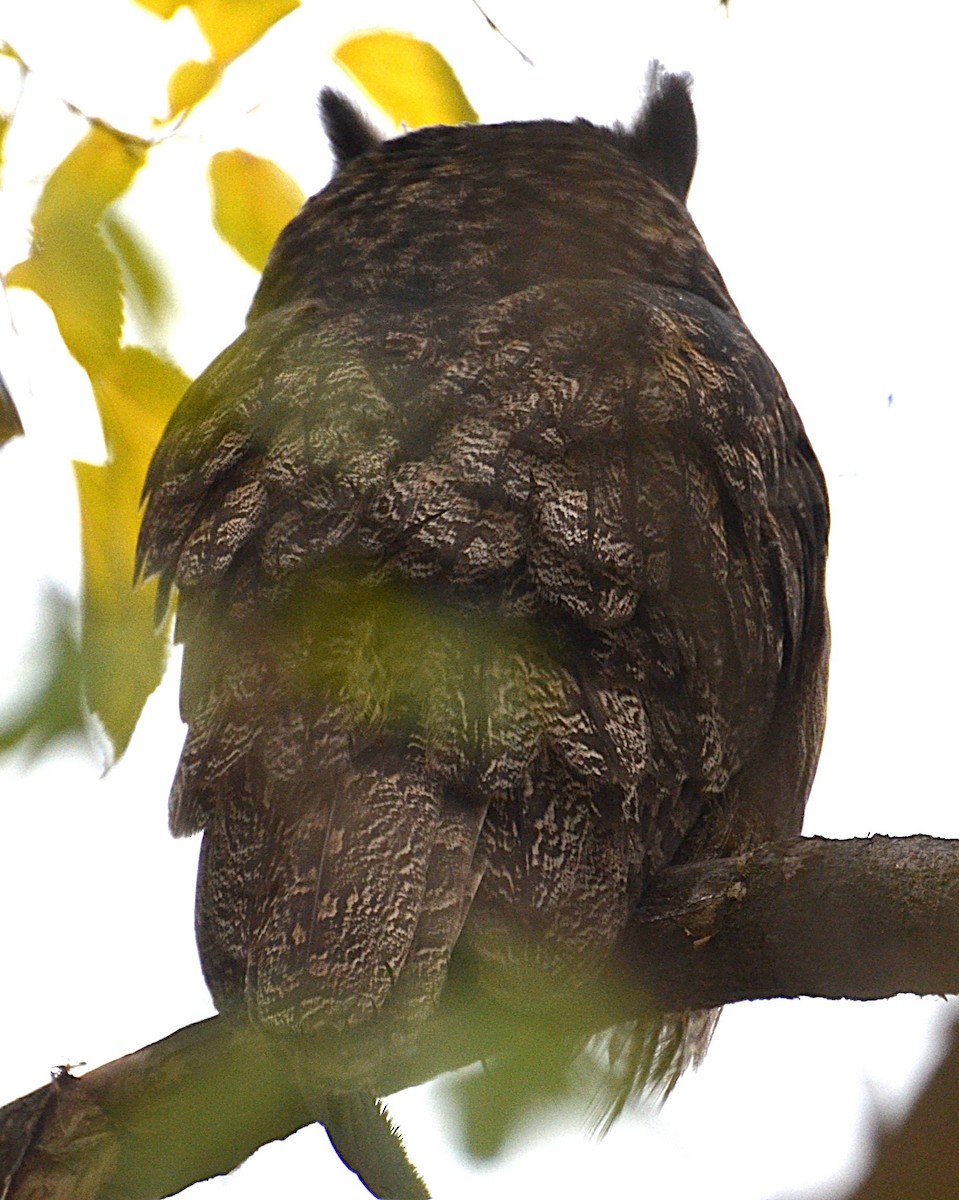 Great Horned Owl - ML644435473