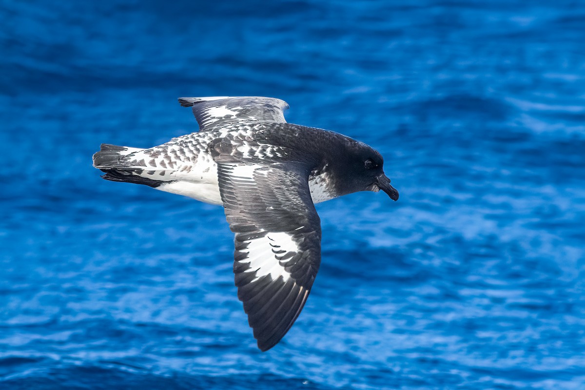 マダラフルマカモメ - ML644435492