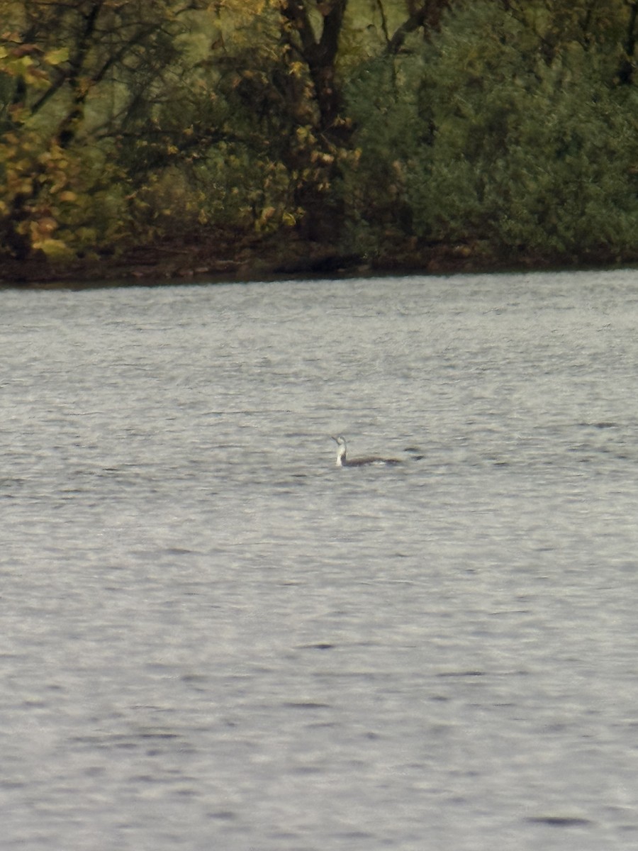 צוללן אדום-גרון - ML644435498
