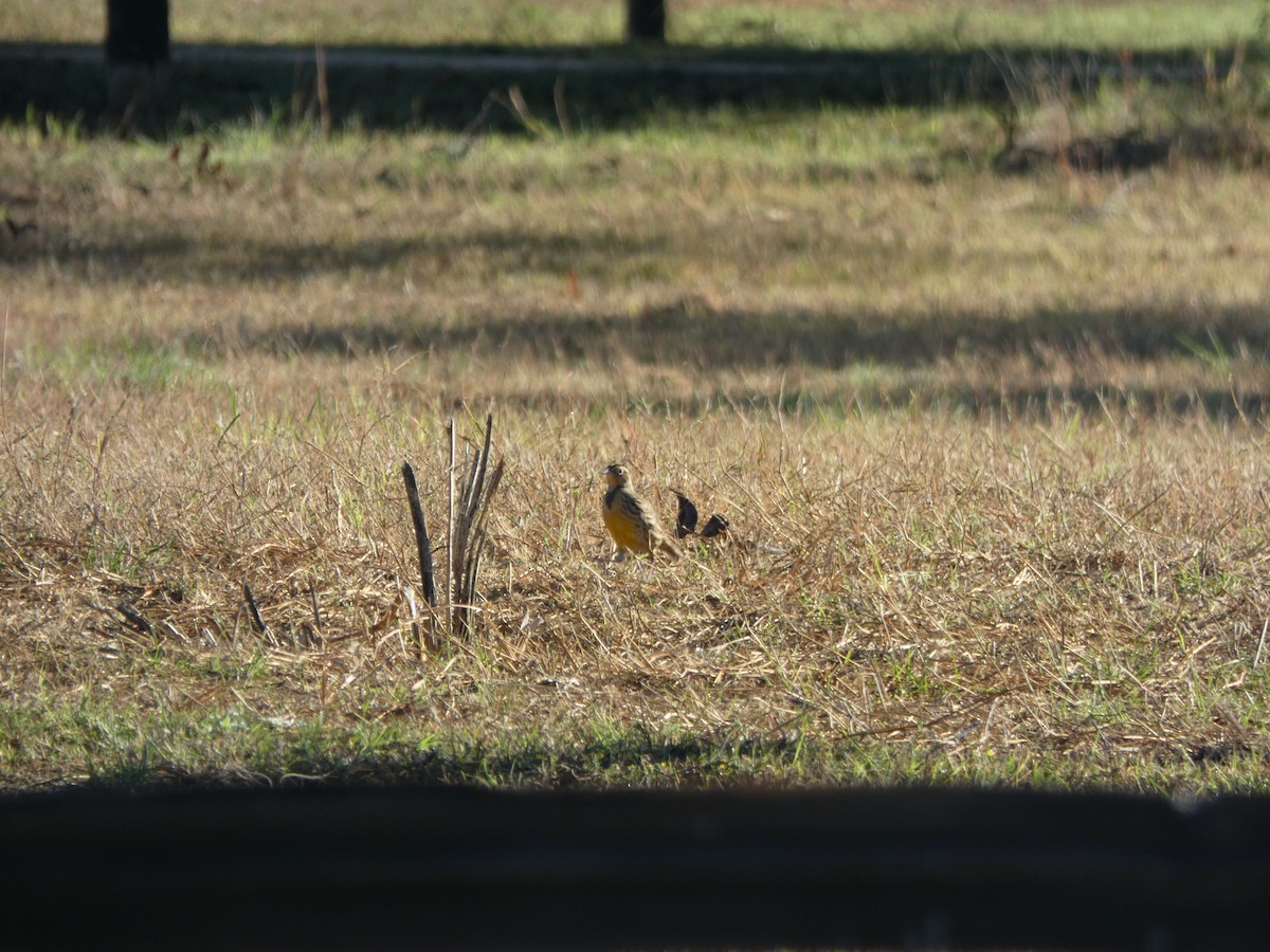 Western Meadowlark - ML644435501