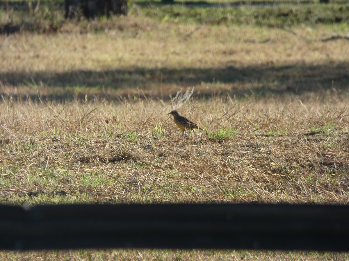 Western Meadowlark - ML644435502