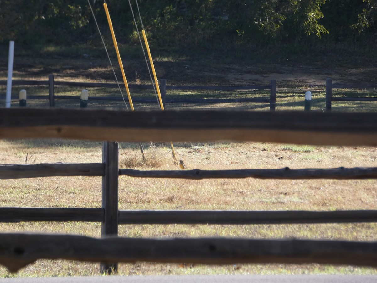 Western Meadowlark - ML644435503