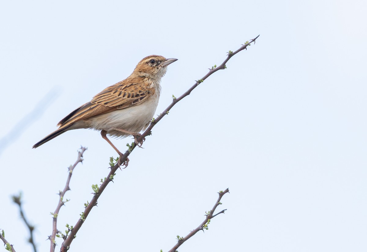 Fawn-colored Lark (Fawn-colored) - ML644435513