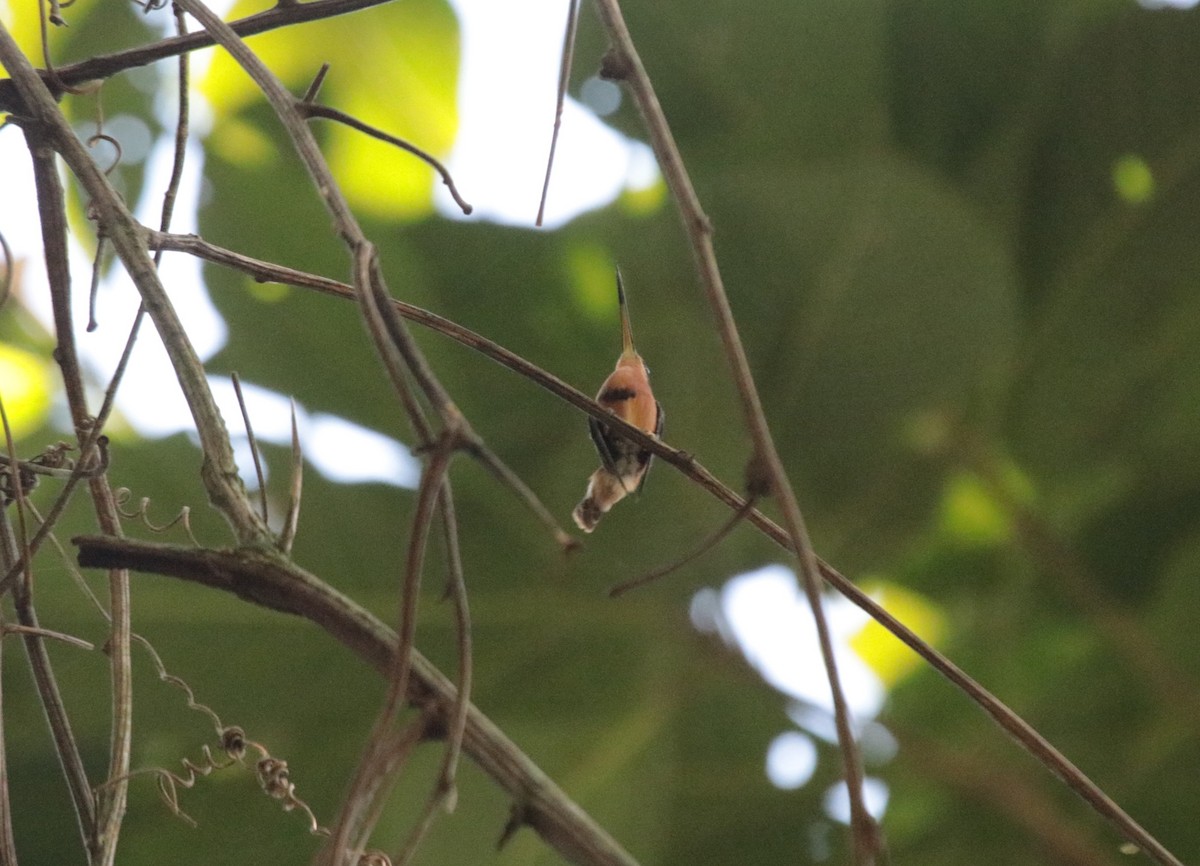 Rotschattenkolibri - ML644435522