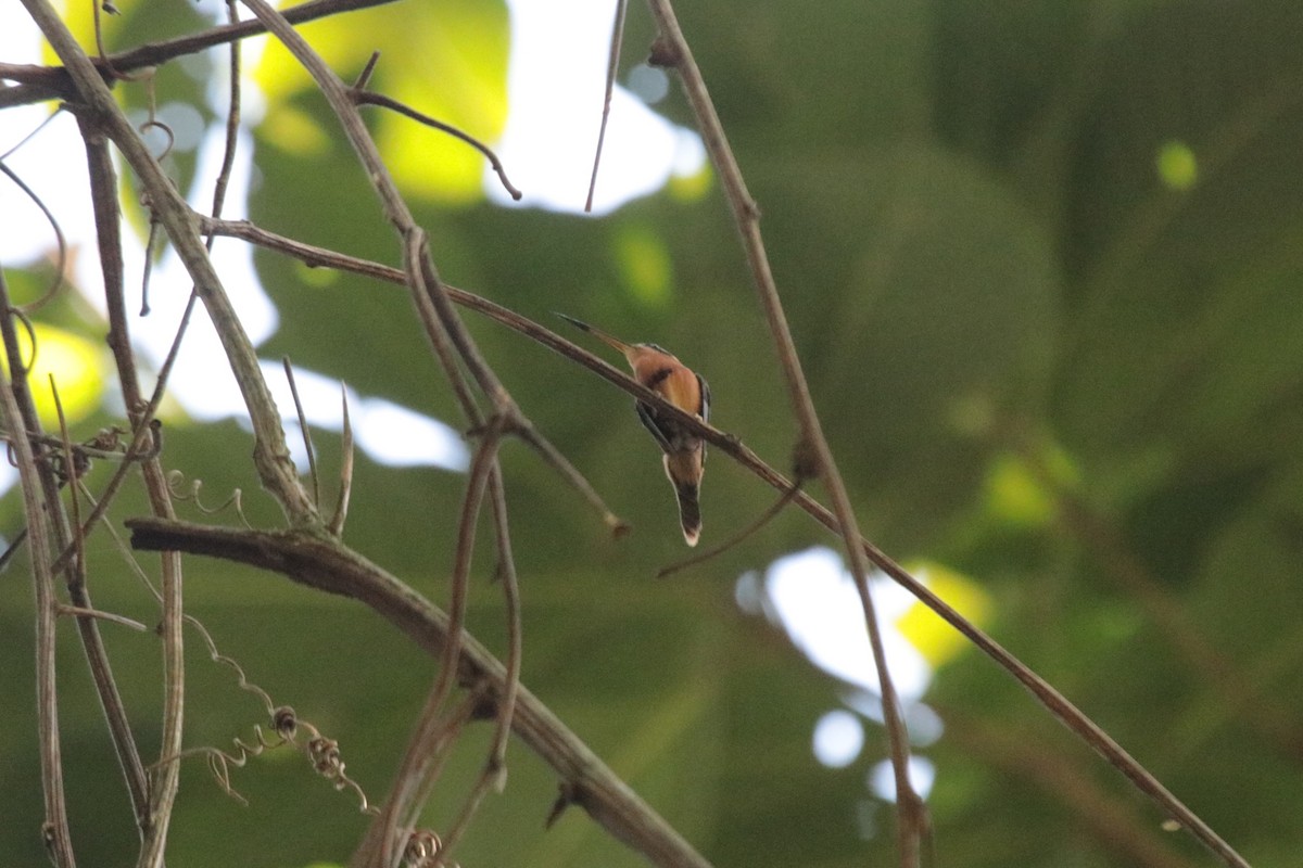 Rotschattenkolibri - ML644435523