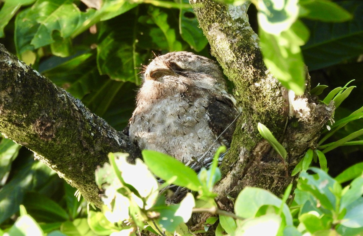 Papuan Frogmouth - ML644435530