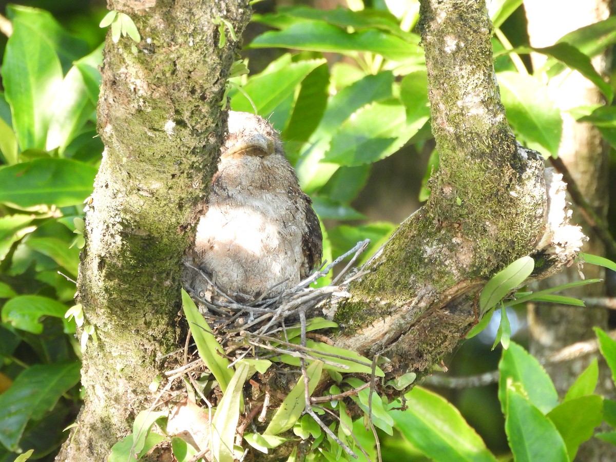 Papuan Frogmouth - ML644435531