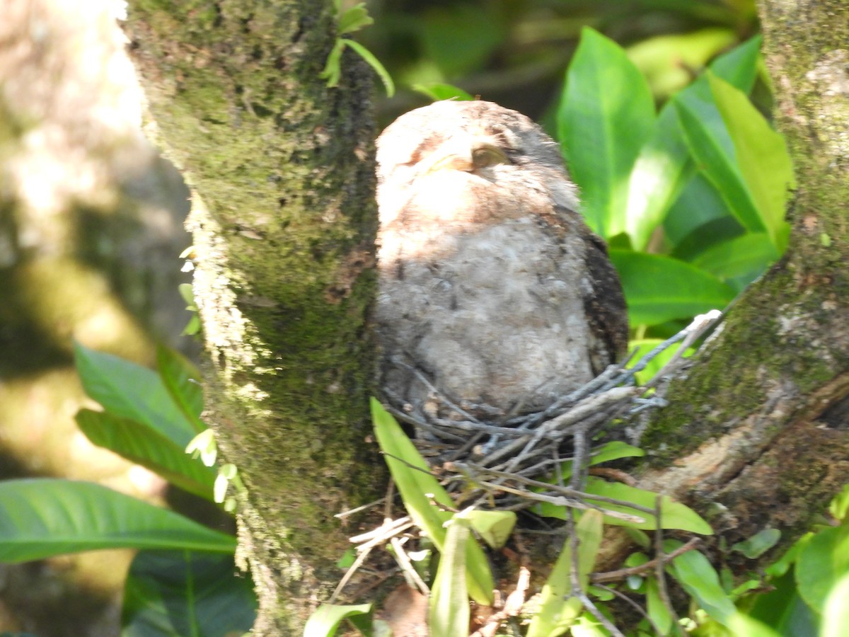 Papuan Frogmouth - ML644435532