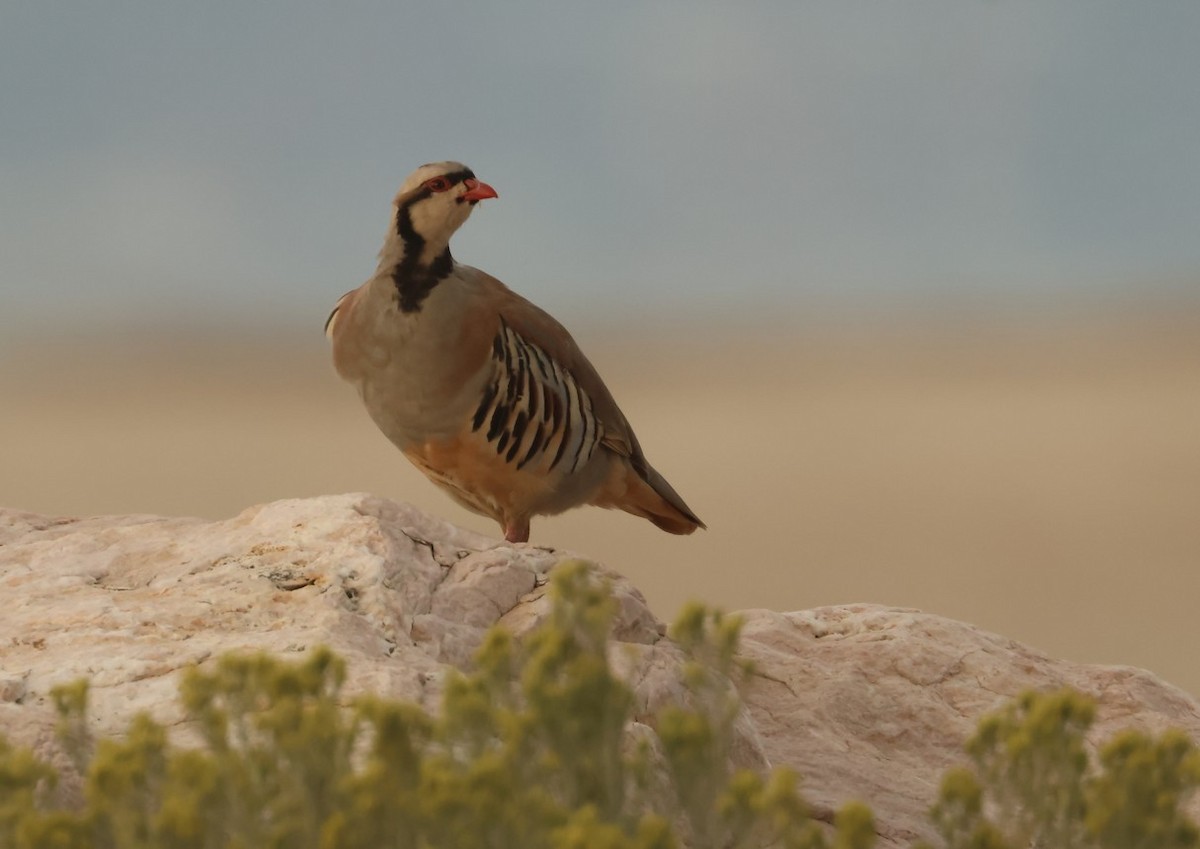 Кеклик - ML644435533