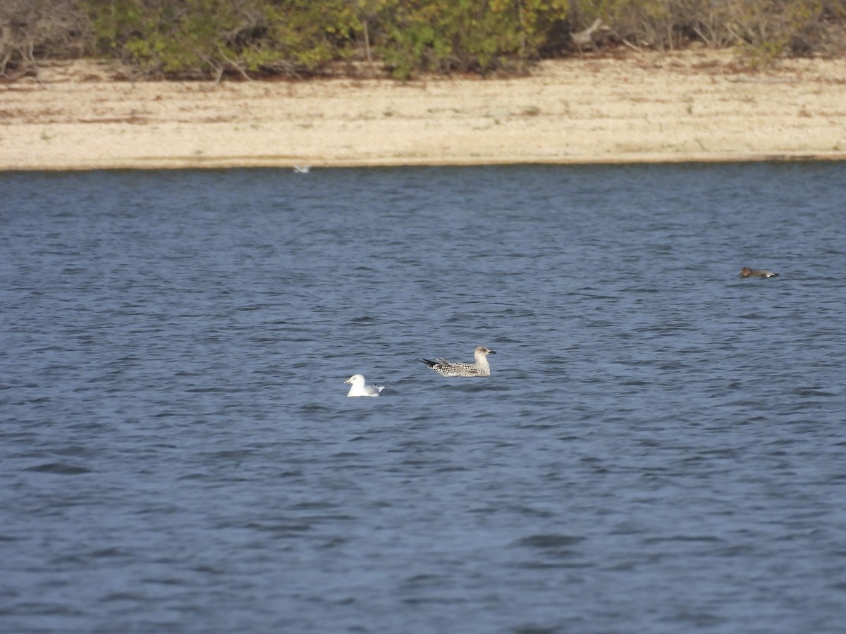 Lesser Black-backed Gull - ML644435536