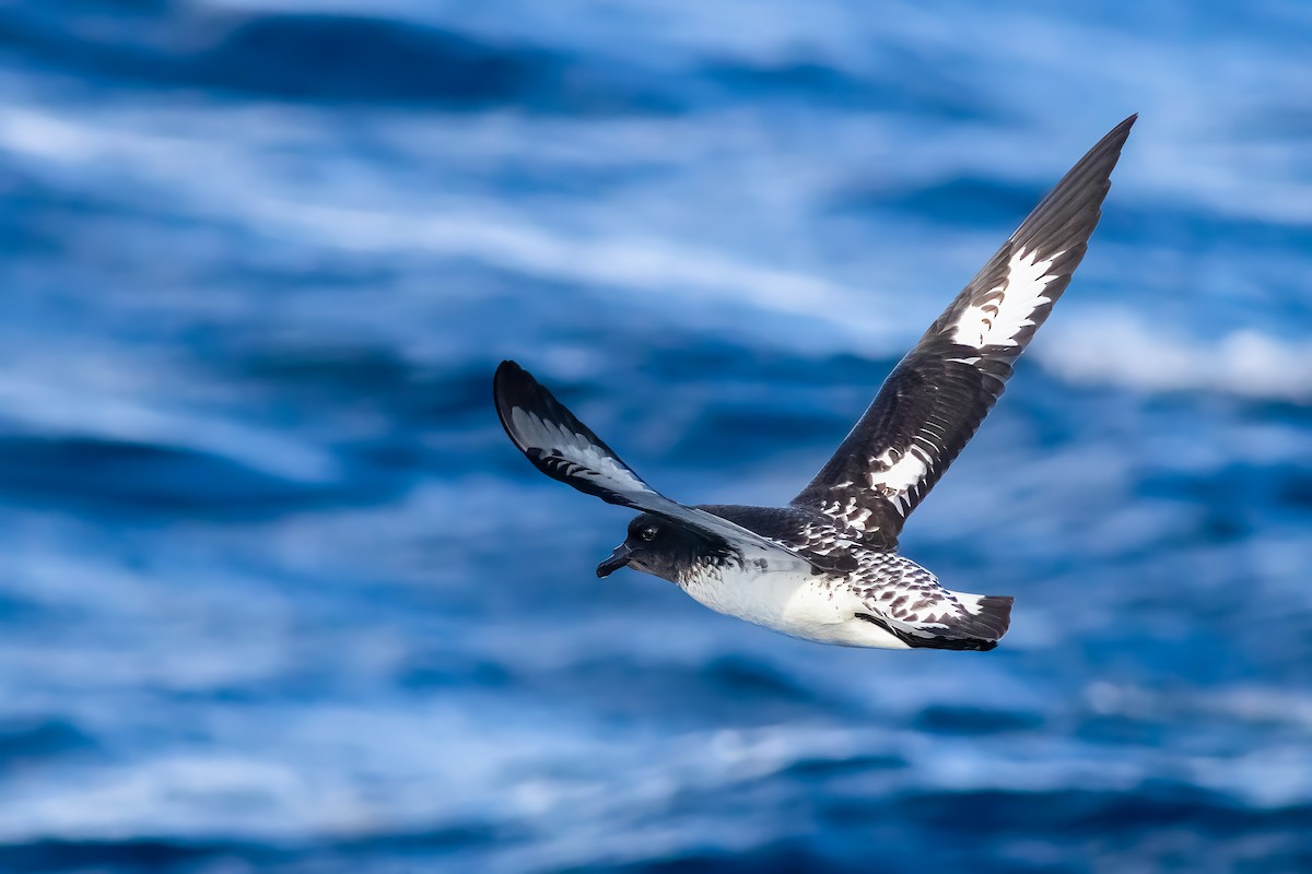 マダラフルマカモメ - ML644435549