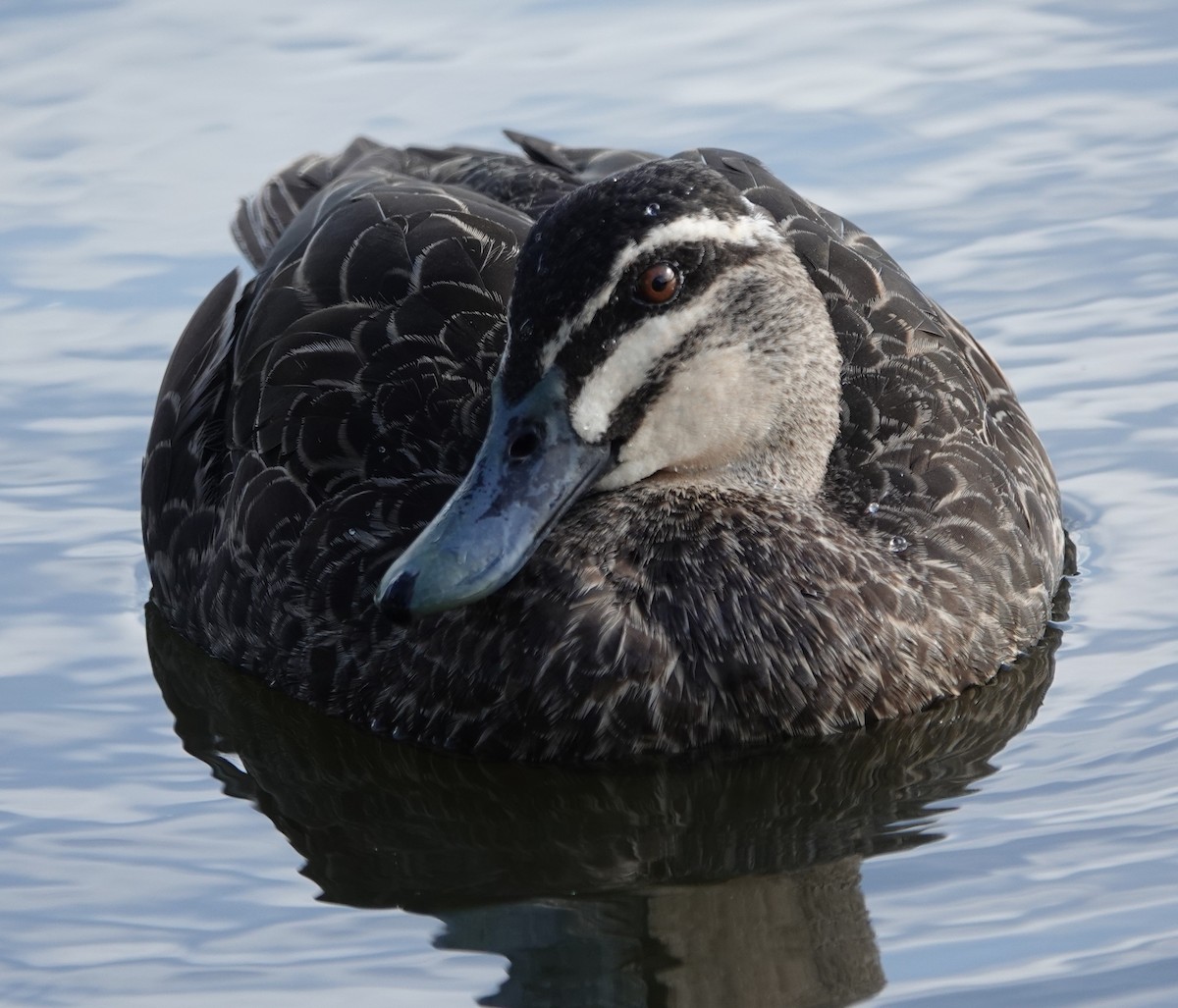 Pacific Black Duck - ML644435555
