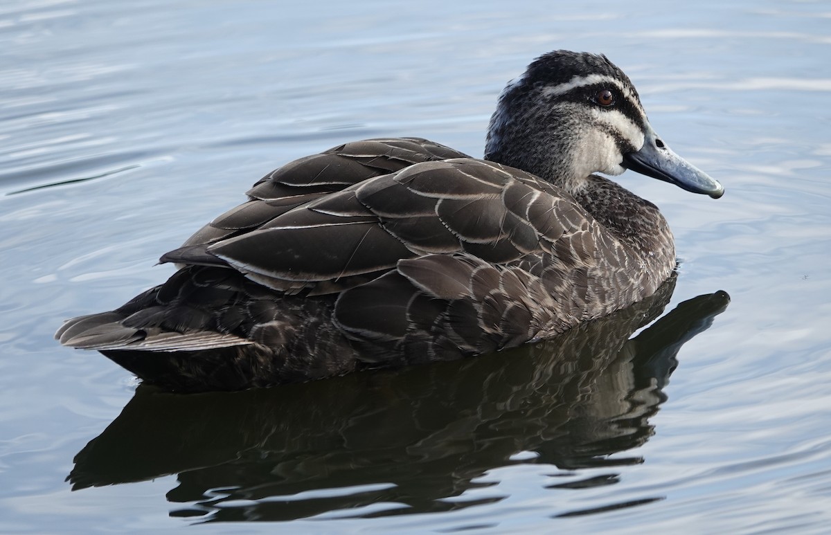Pacific Black Duck - ML644435556