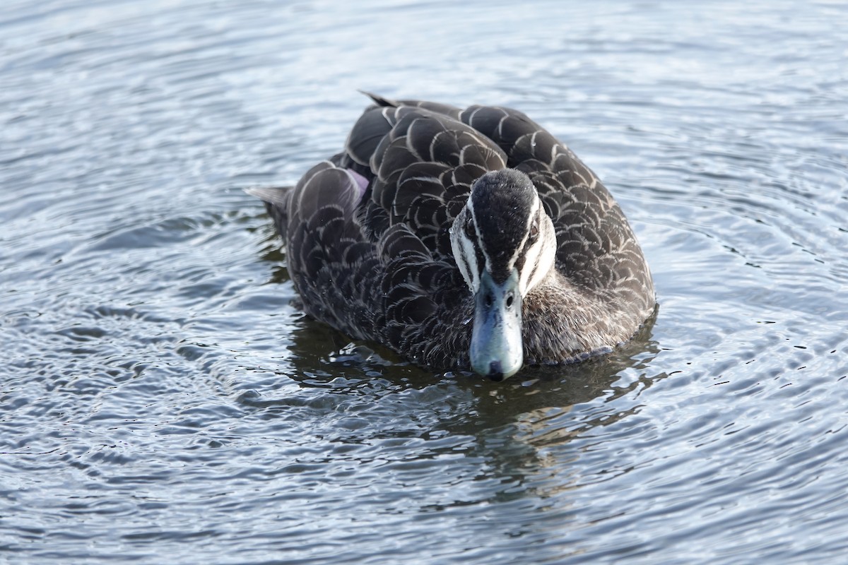 Pacific Black Duck - ML644435557