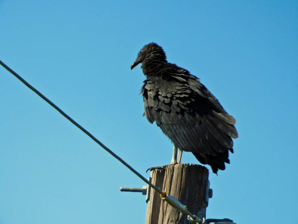 Black Vulture - ML644435559