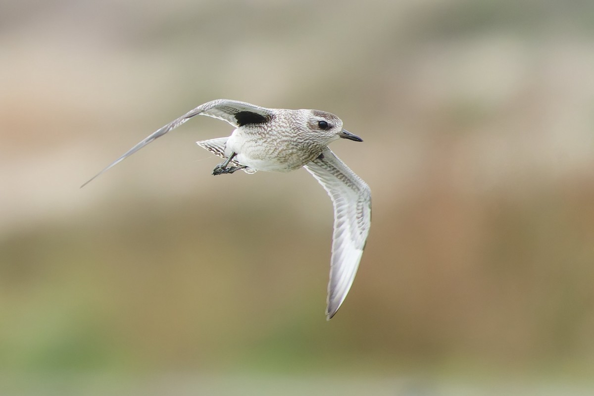 Pluvier argenté - ML644435560