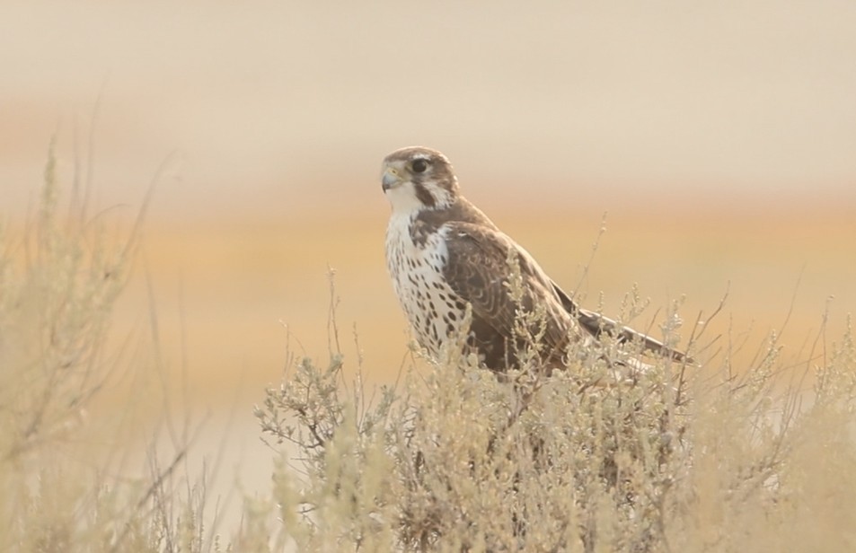 Prairie Falcon - ML644435568