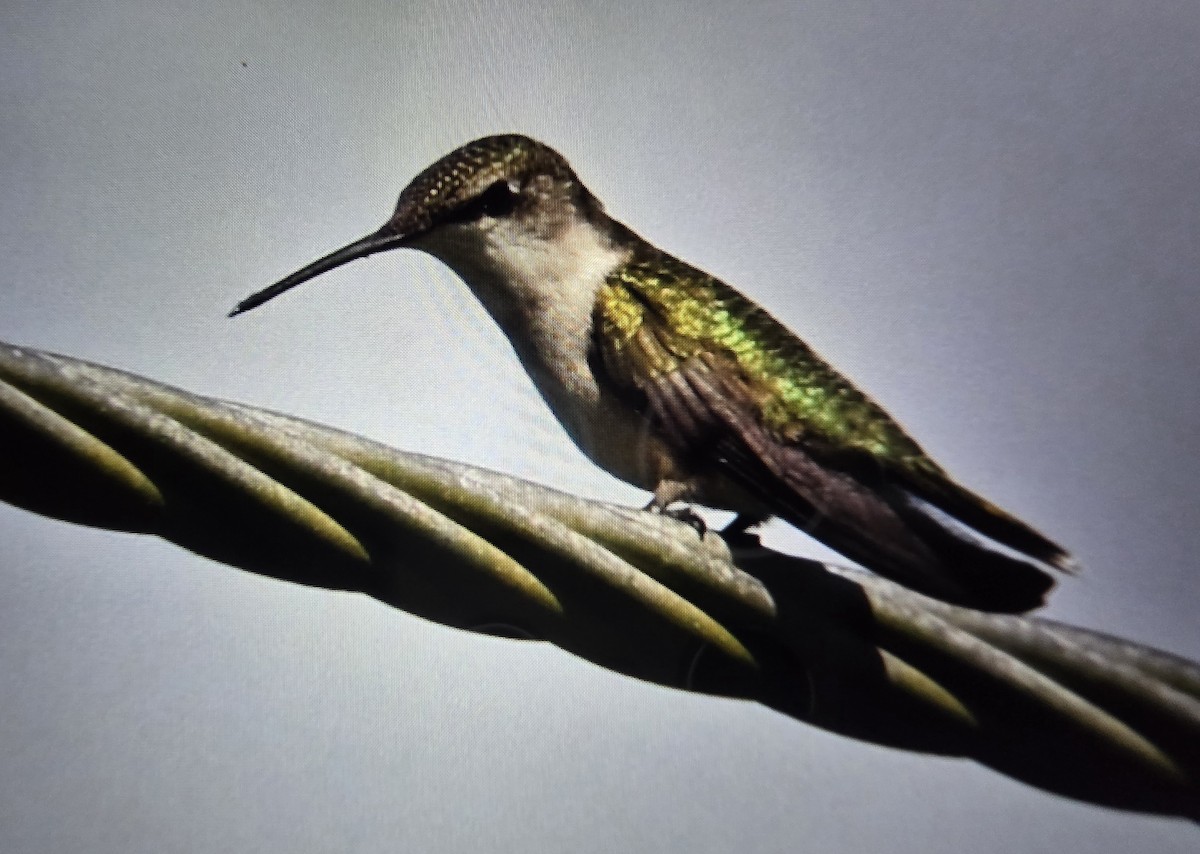 Colibri à gorge rubis - ML644435570