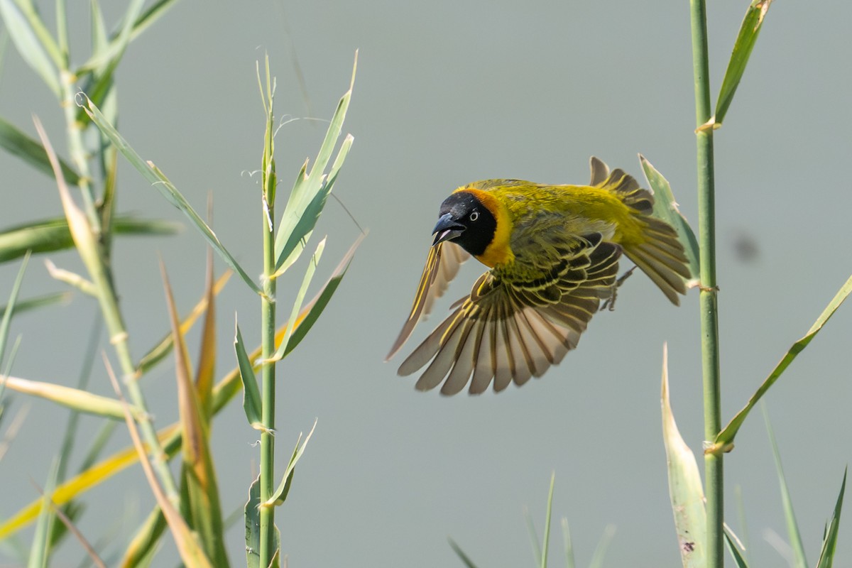 Lesser Masked-Weaver - ML644435572