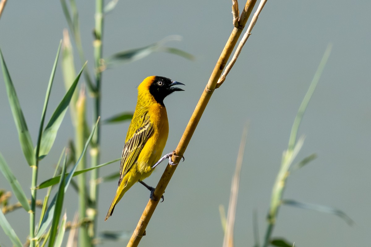 Lesser Masked-Weaver - ML644435573
