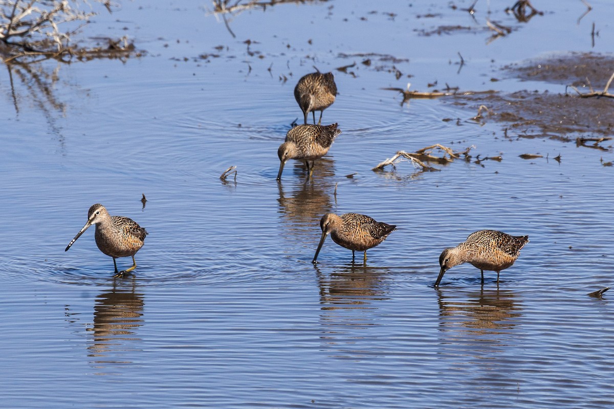 Хараалжин цууцил - ML644435581