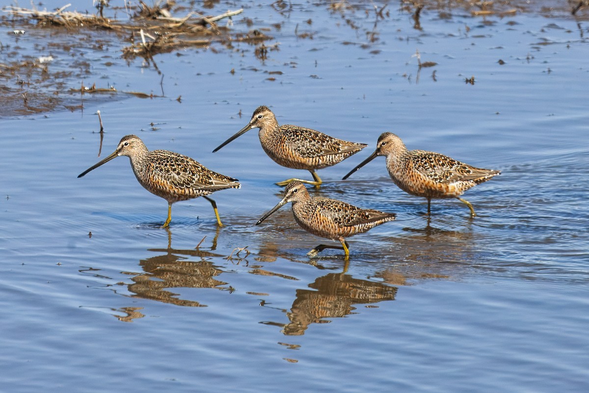 Хараалжин цууцил - ML644435582