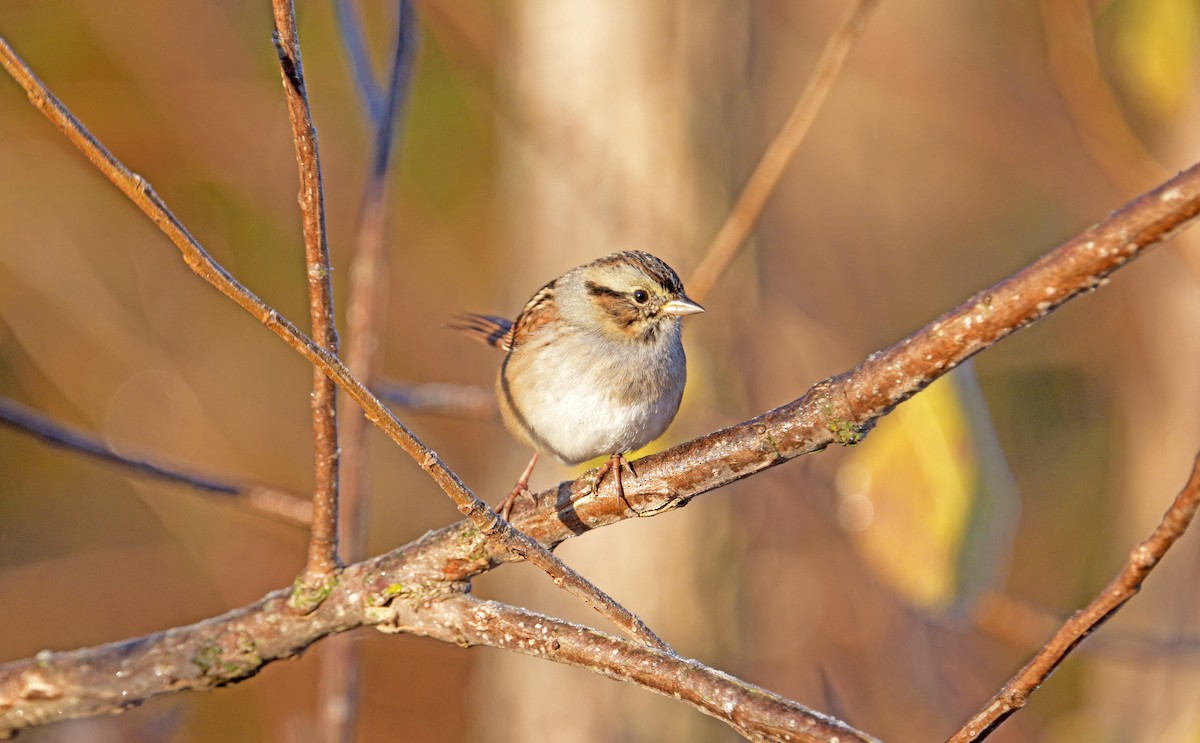 ヌマウタスズメ - ML644435584