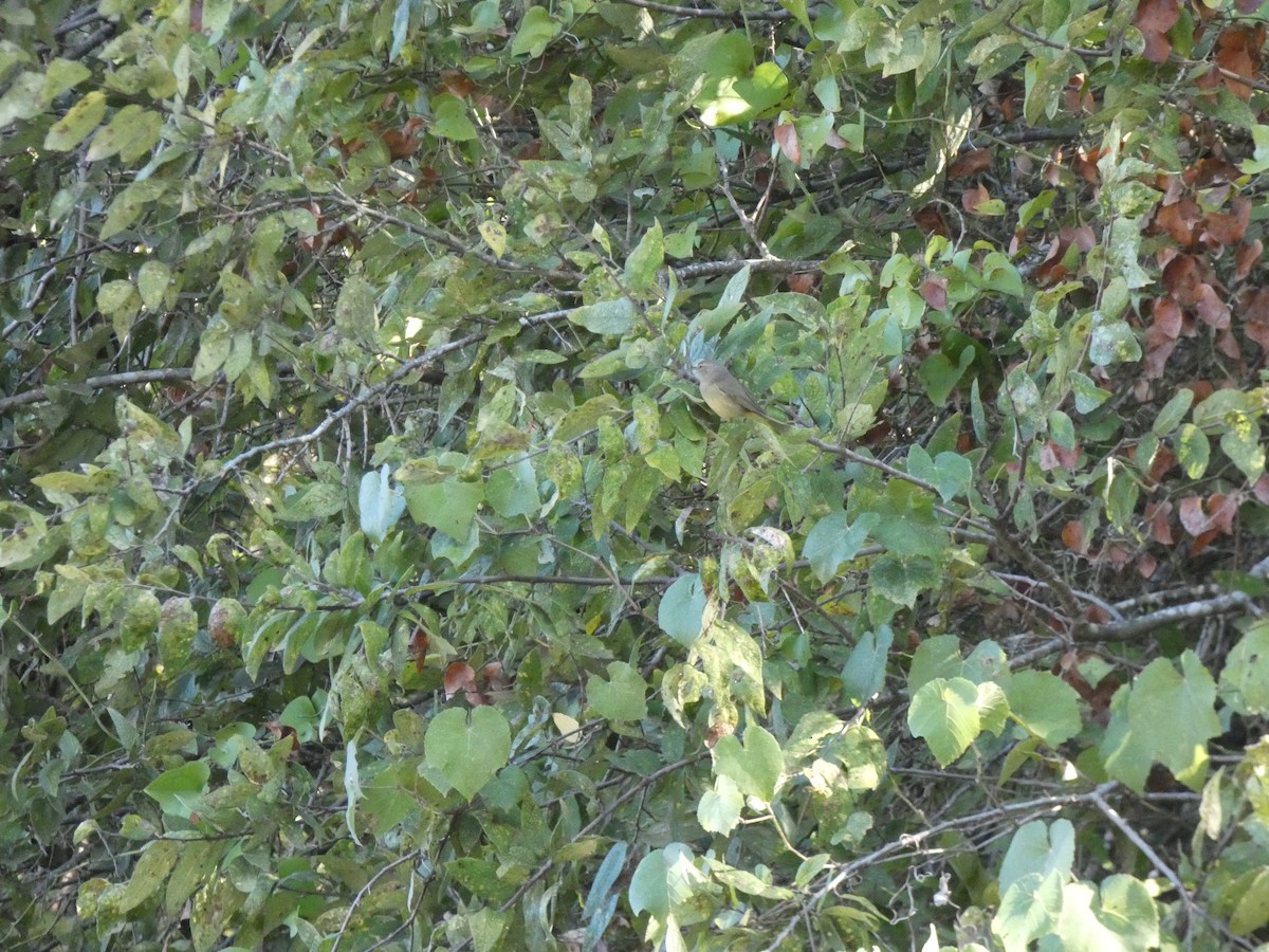 Orange-crowned Warbler - ML644435587