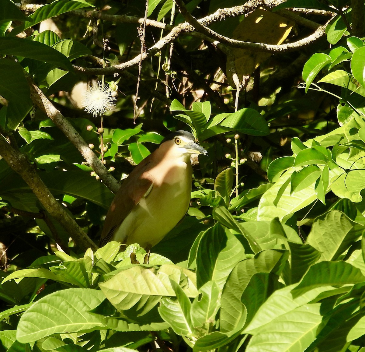 Nankeen Night Heron - ML644435595