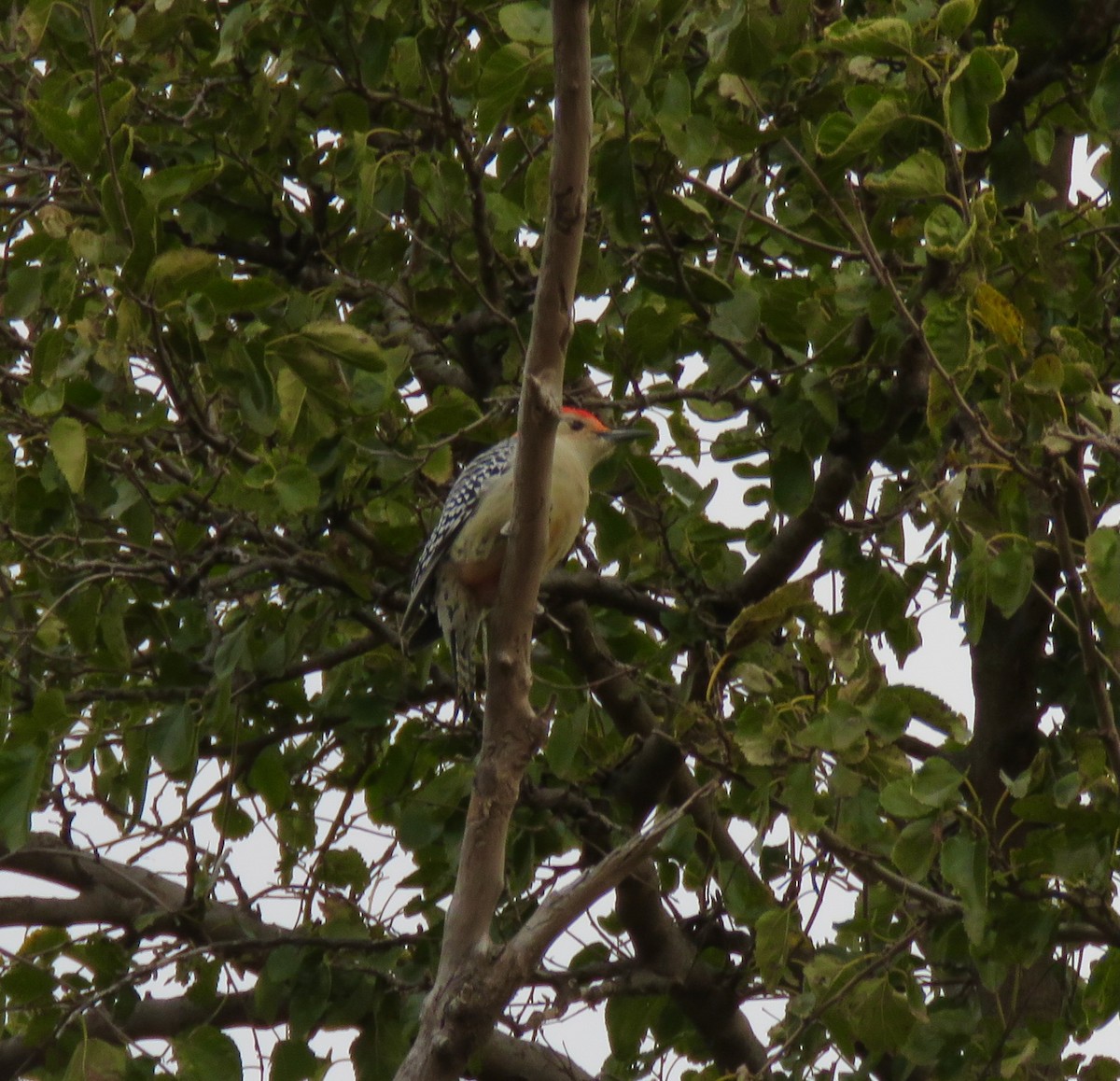 シマセゲラ - ML644435600