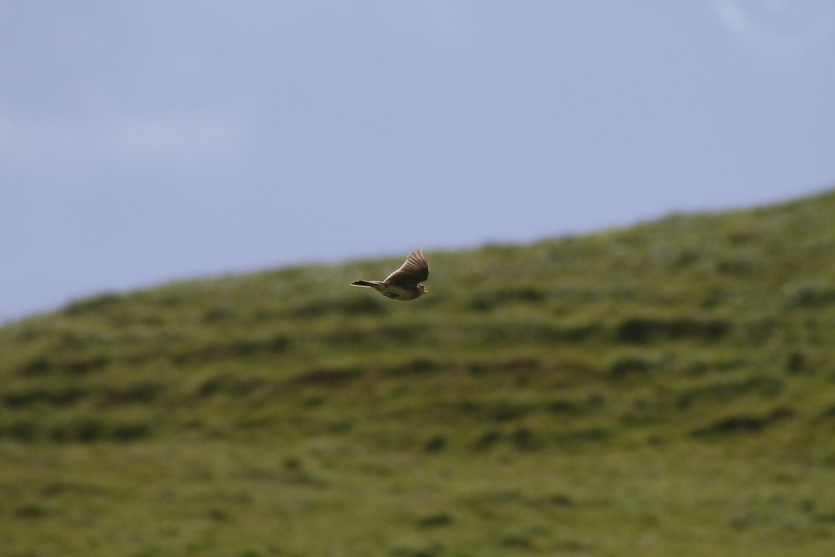 Eurasian Skylark - ML644435613
