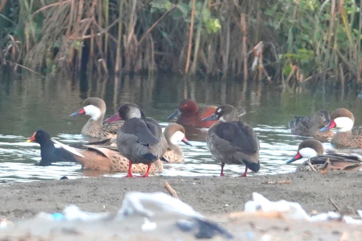 Crested Duck - ML644435621