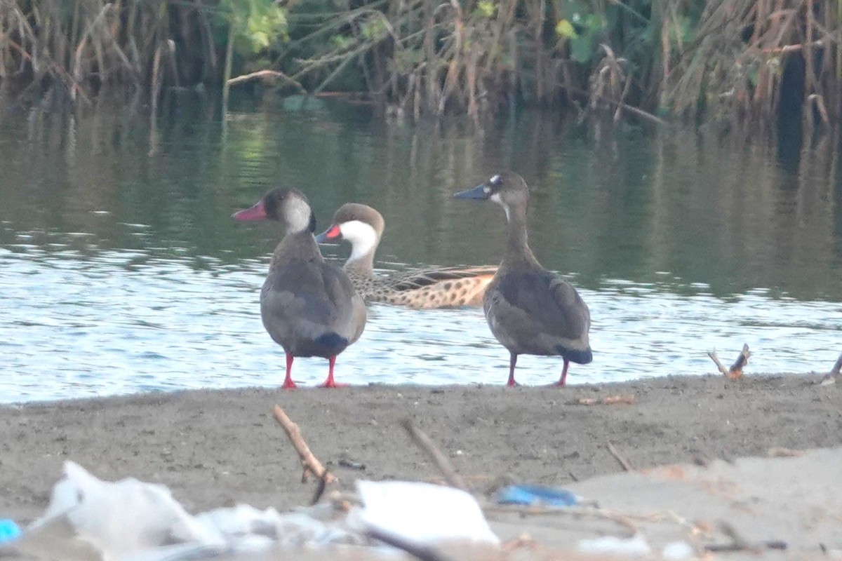 Crested Duck - ML644435622