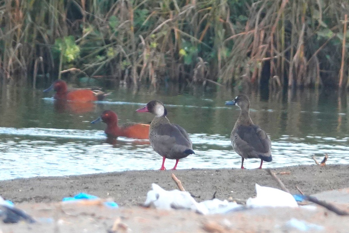 Crested Duck - ML644435623