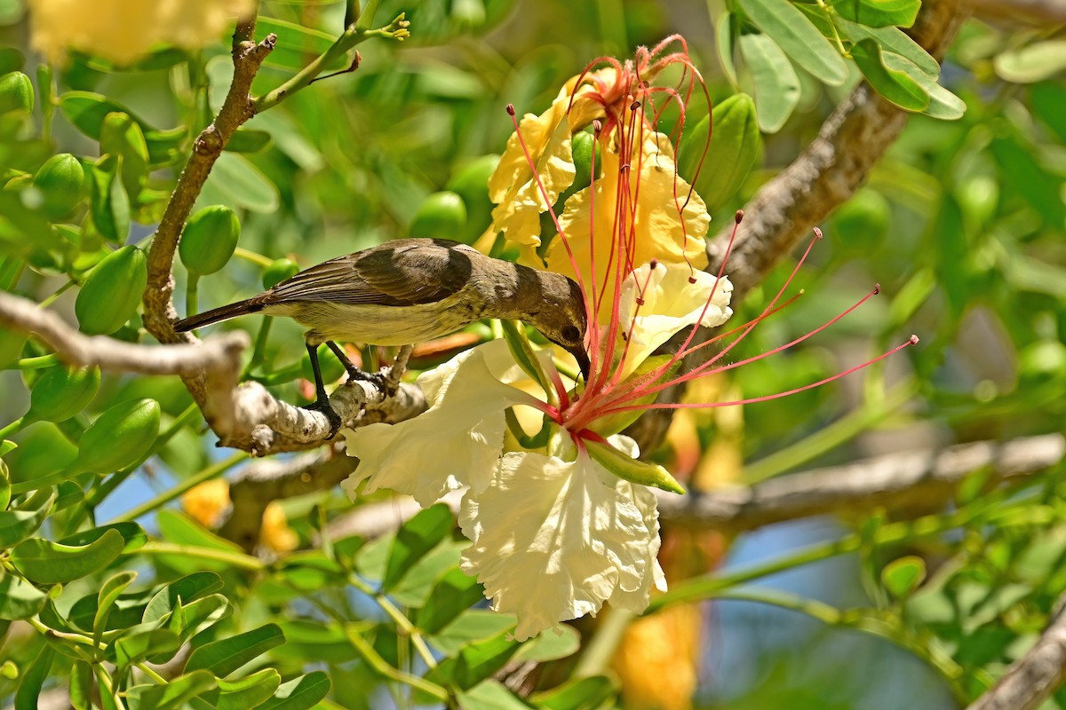 sovimangasolfugl - ML644435624